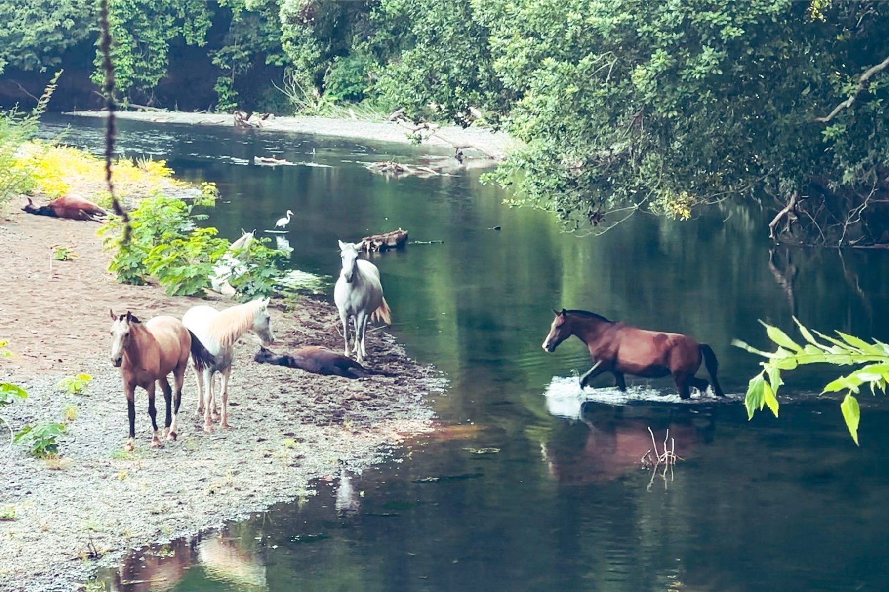 The Nosara River on the estate's southern border