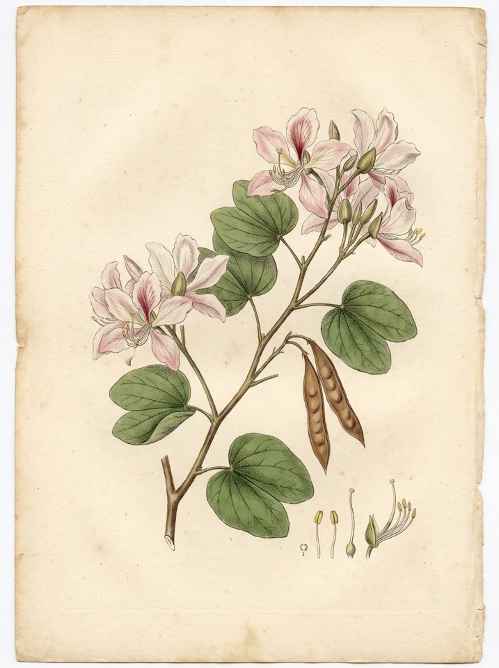 Bauhinia arborea botanical plate