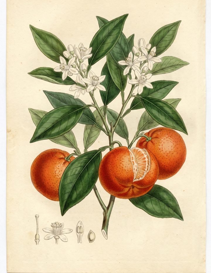 Danci Mandarin botanical plate