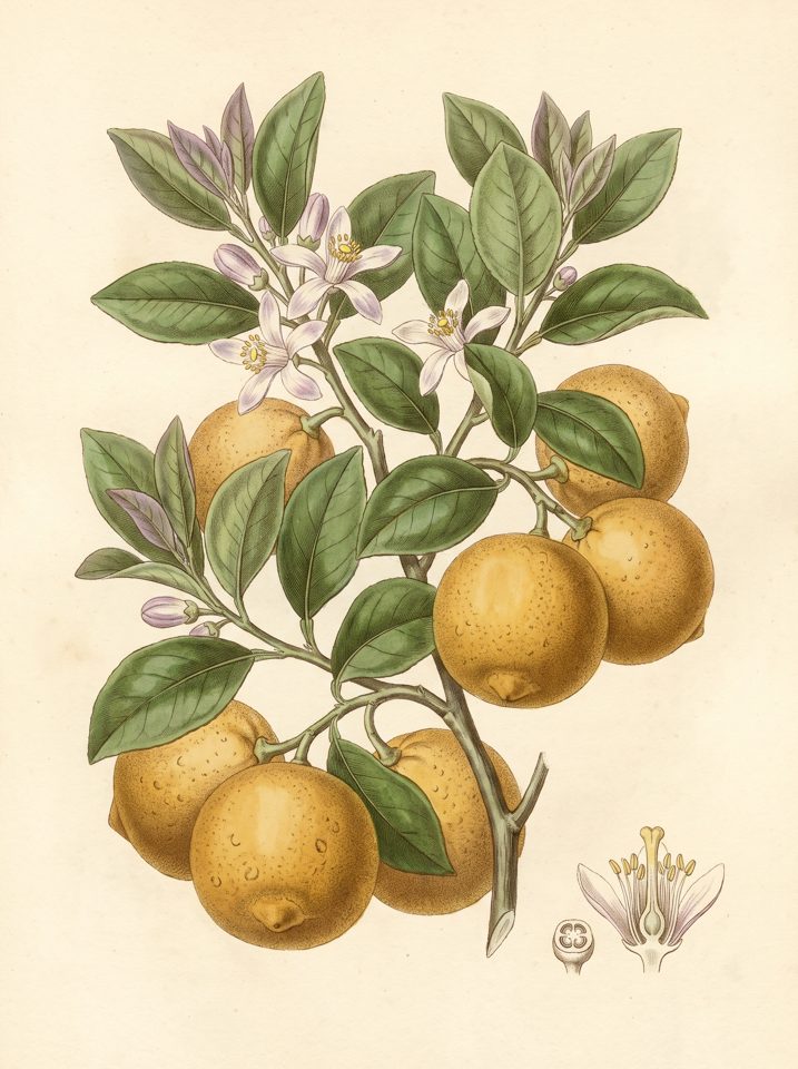 Sweet Limon botanical plate