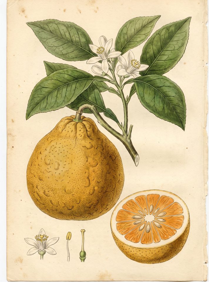 Ugly Fruit botanical plate
