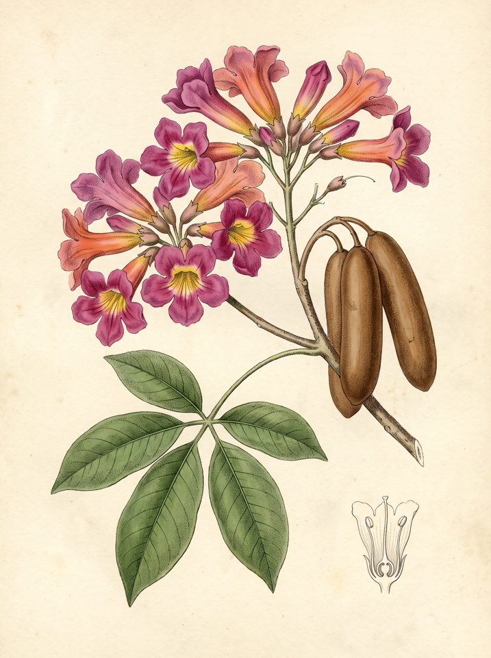 Cortez Negro botanical plate