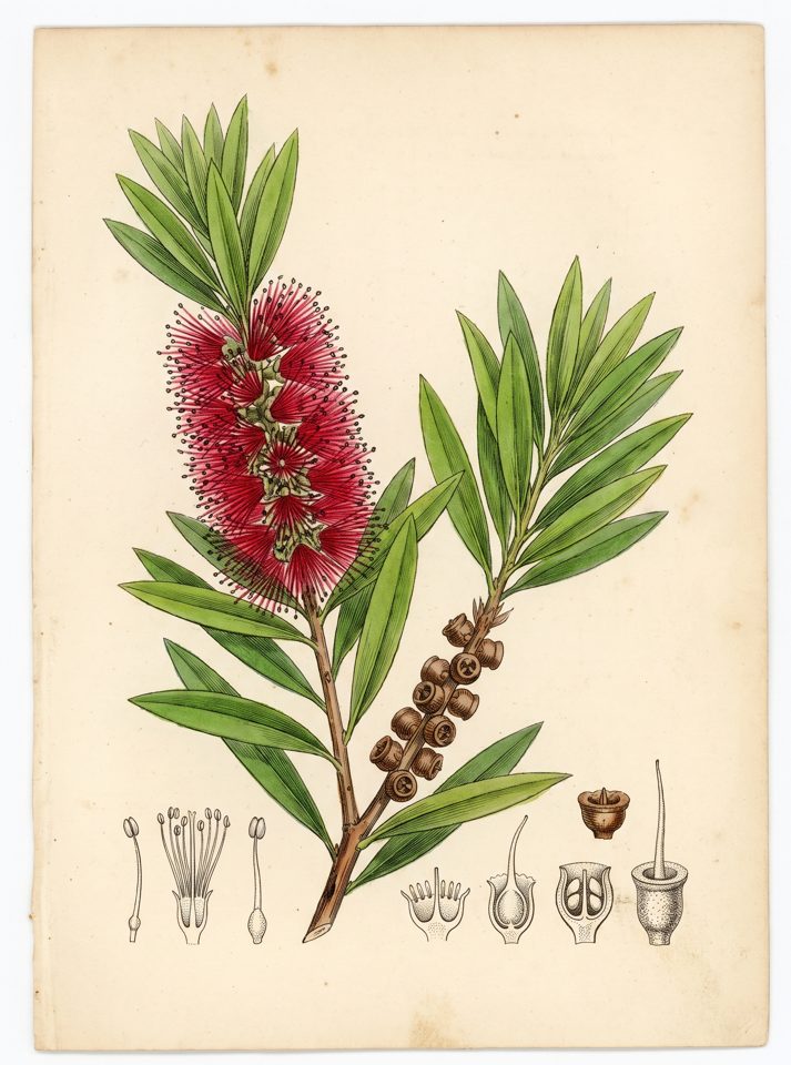Crimson bottlebrush botanical plate