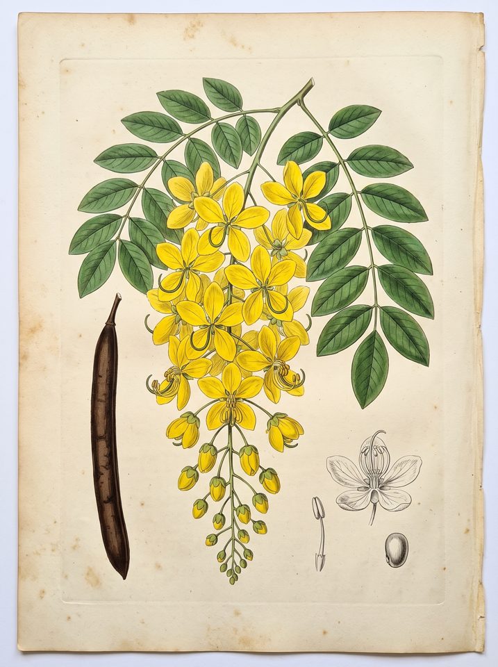 Golden Shower Tree botanical plate