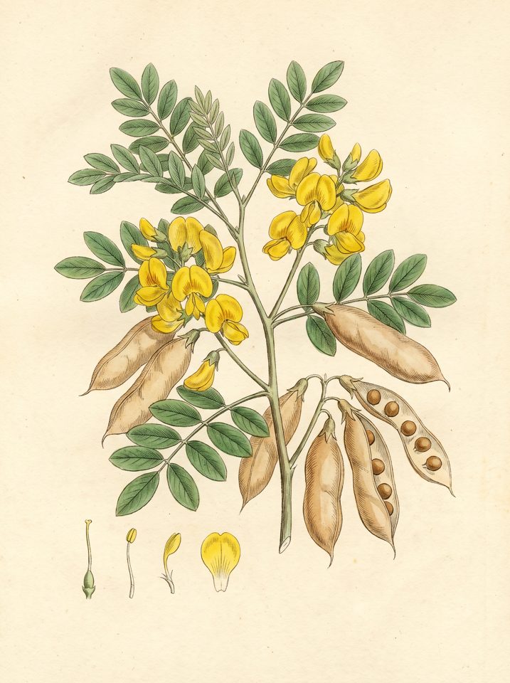 Guachipelin botanical plate