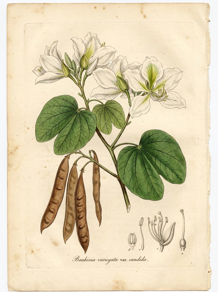 Hong Kong Orchid botanical plate