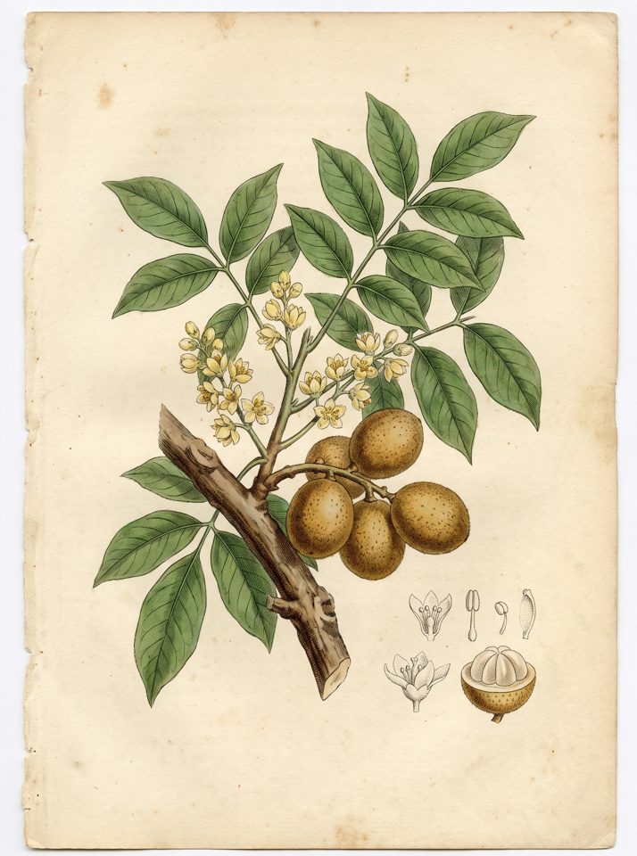 Langsat botanical plate
