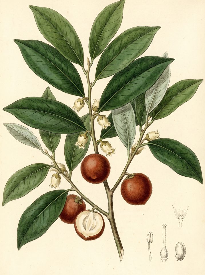Mabolo botanical plate