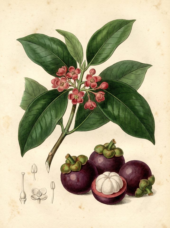 Mangosteen (purple) botanical plate