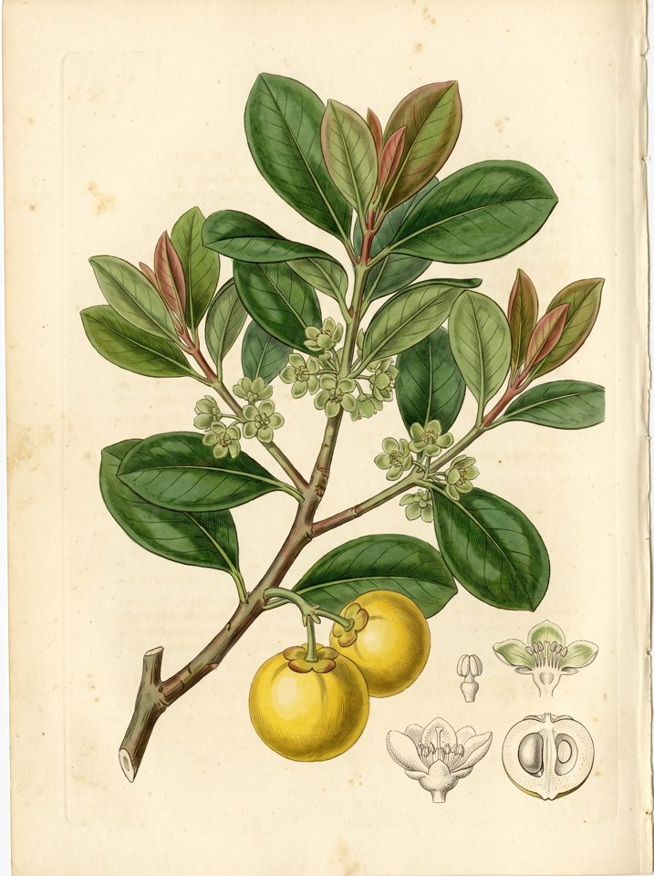Mangosteen (yellow) botanical plate