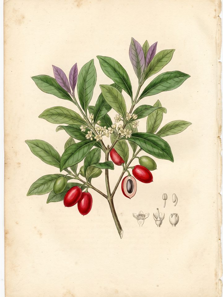 Miracle Fruit botanical plate