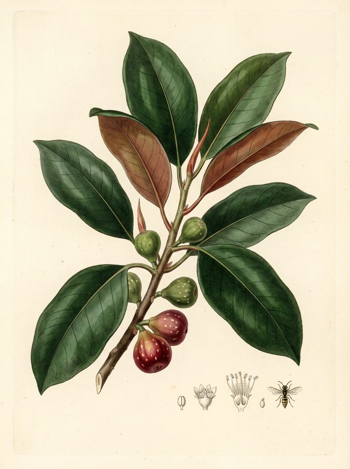 Moreton Bay Fig botanical plate