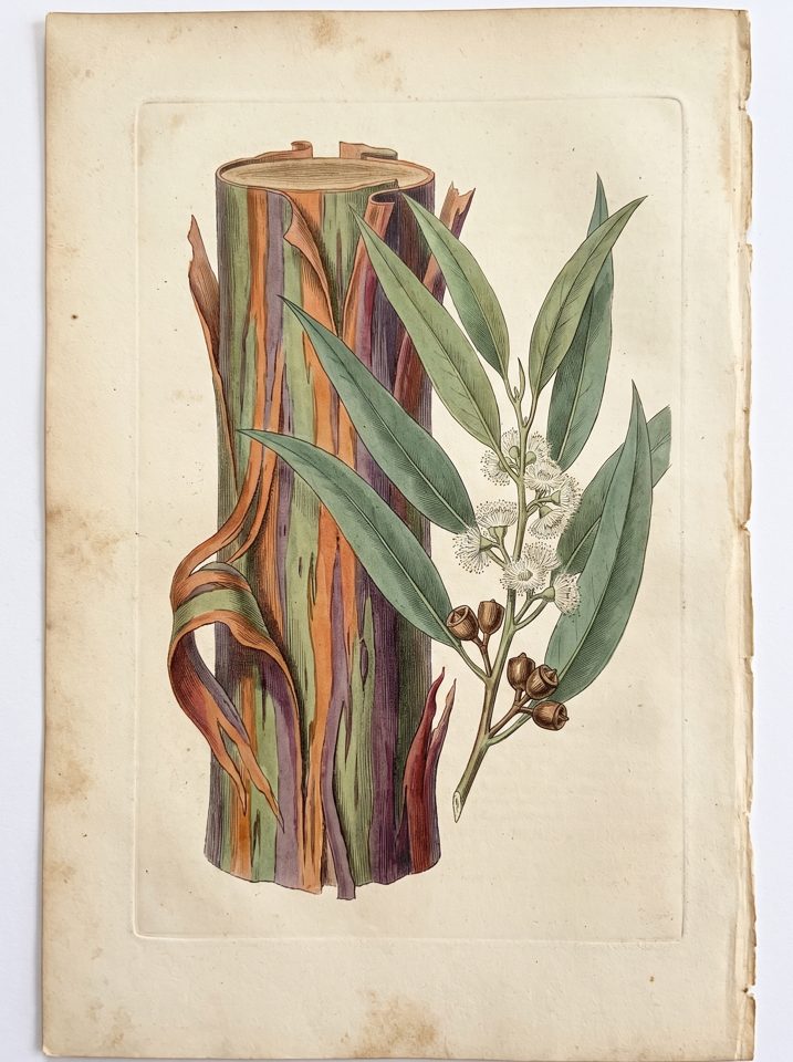 Rainbow Eucalyptus botanical plate