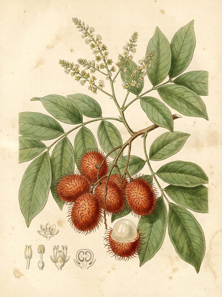 Rambutan botanical plate