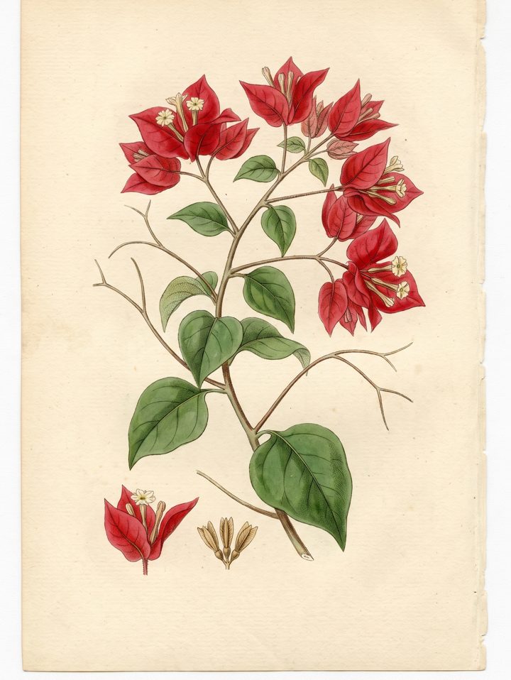 Red Bougainvillea botanical plate
