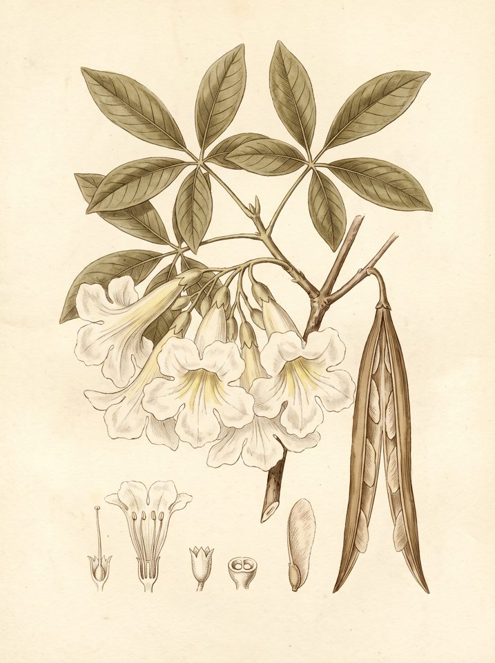 Roble Sabana White botanical plate