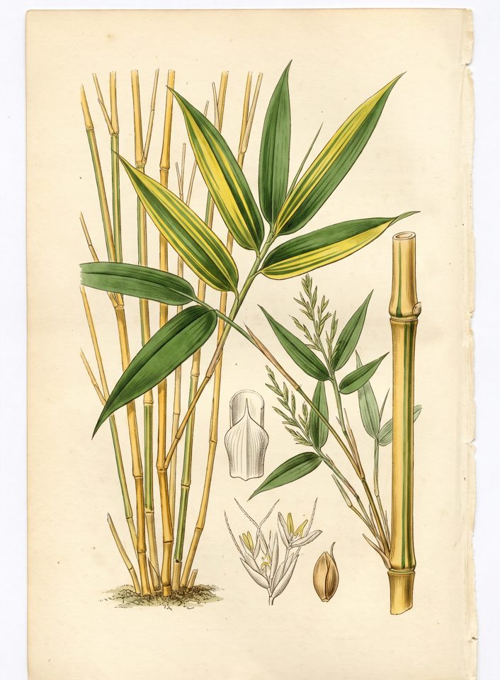 Schizostachyum Brachicladum botanical plate