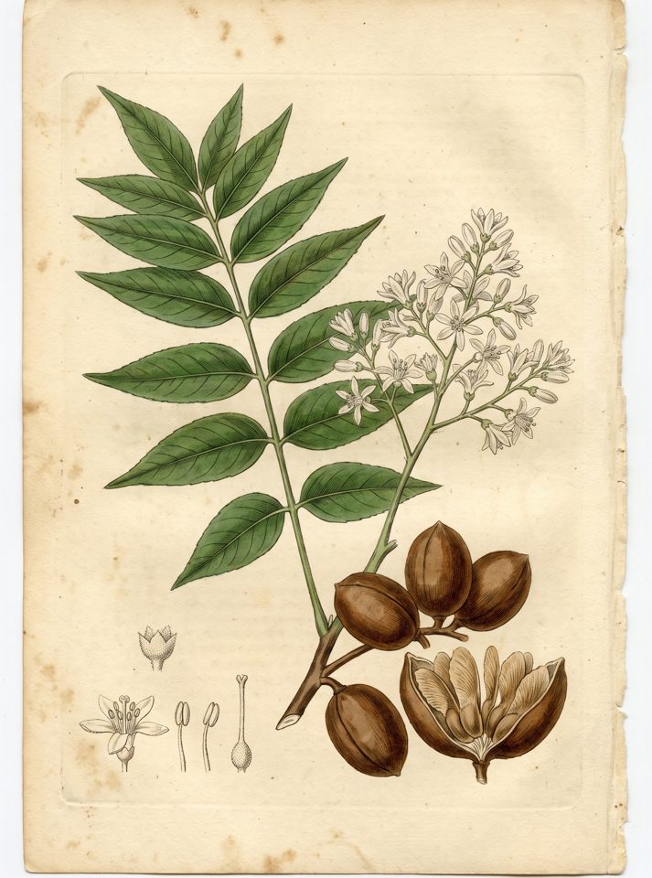 West Indian Cedar botanical plate