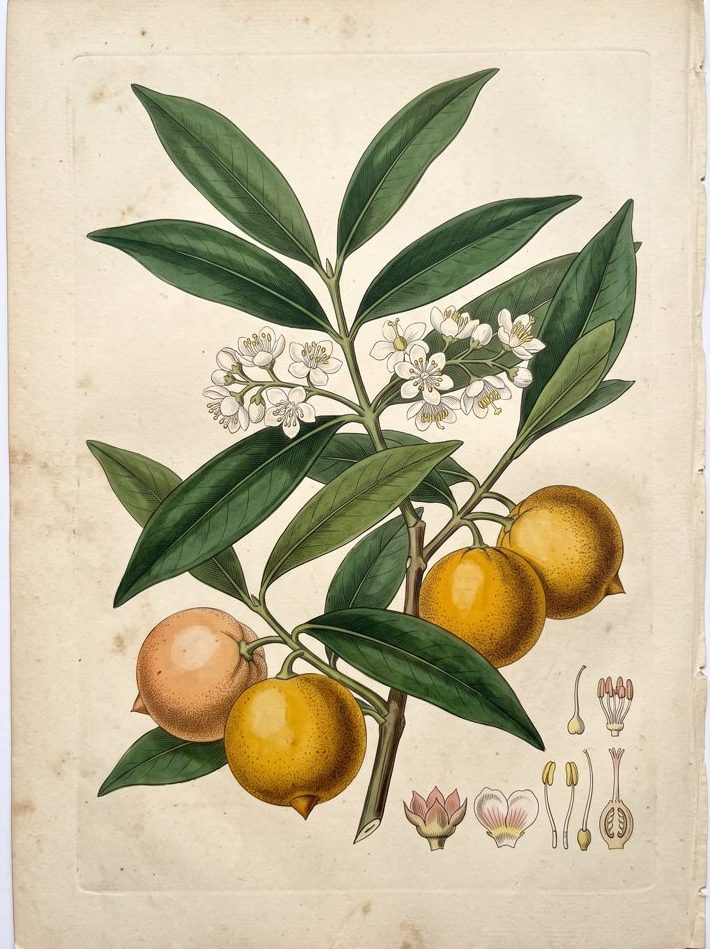 Yellow Mangosteen botanical plate