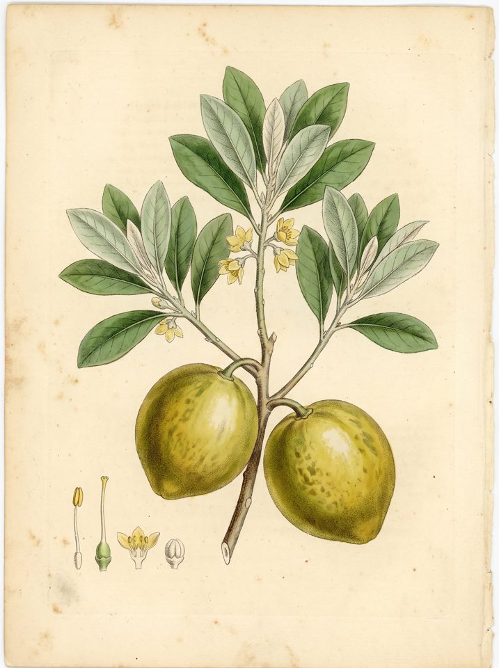 Zapotillo Amarillo botanical plate