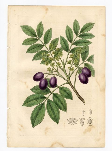 Aceituno botanical plate