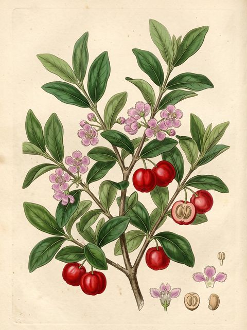 Acerola Cherry botanical plate