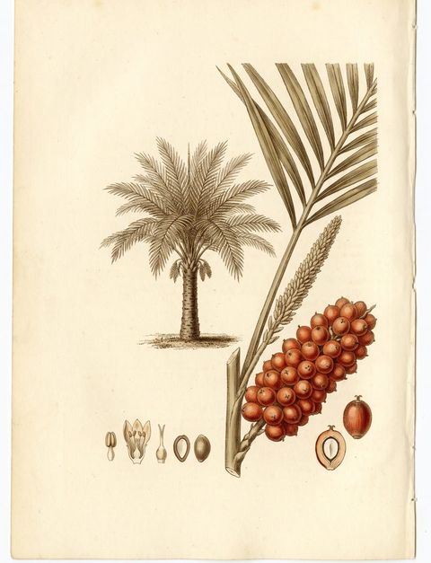 American Oil Palm botanical plate