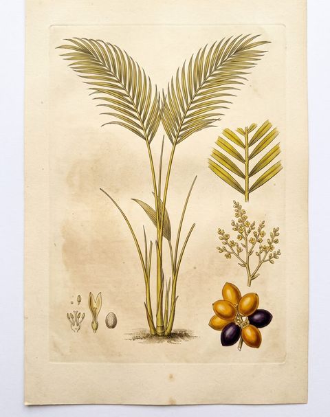 Areca Palm botanical plate