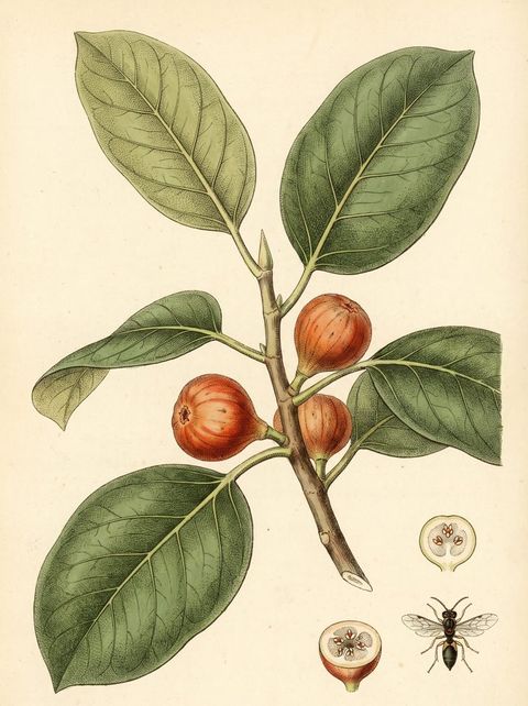 Banyan botanical plate
