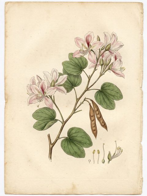 Bauhinia  arborea botanical plate