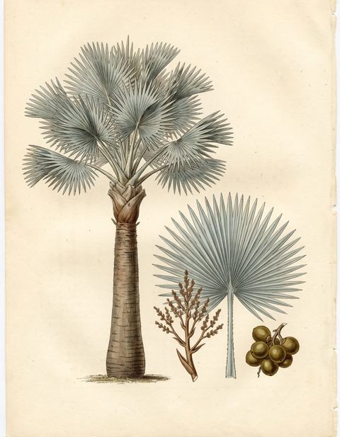 Bismark Palm botanical plate