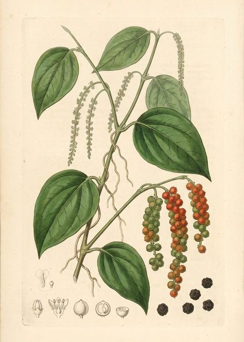 Black Pepper botanical plate