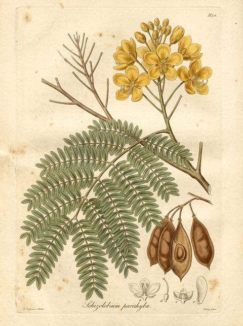 Brazilian Fire Tree botanical plate