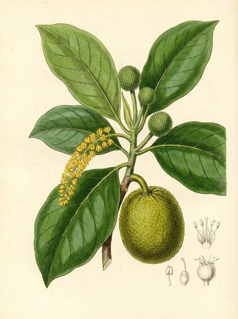 Bread fruit botanical plate