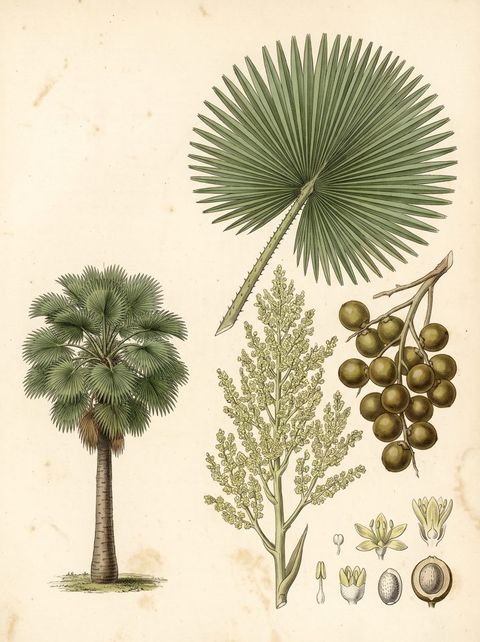 Cabbage Palm botanical plate