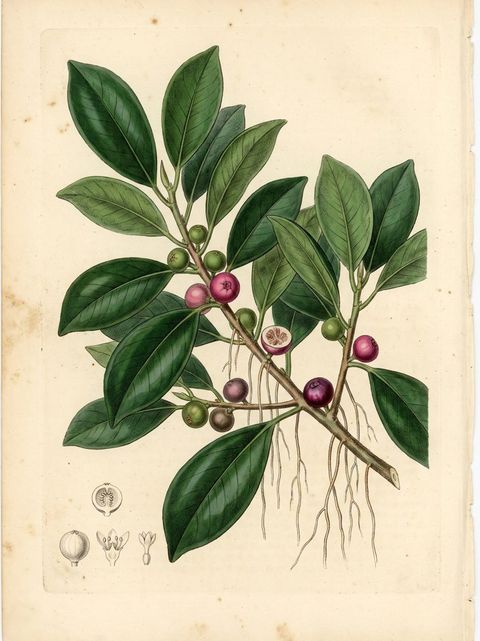 Chinese Banyan botanical plate