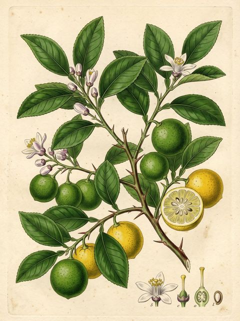Florida Key Lime botanical plate