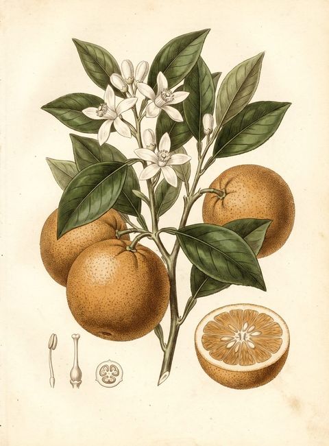 Washington Orange botanical plate