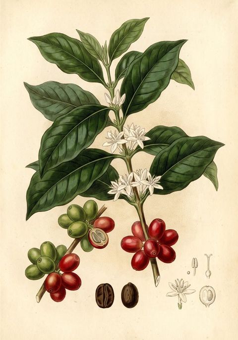 Coffee botanical plate