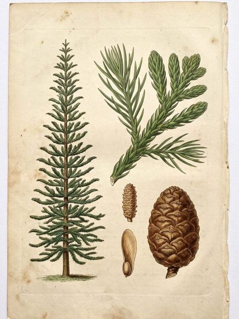 Cook Pine botanical plate