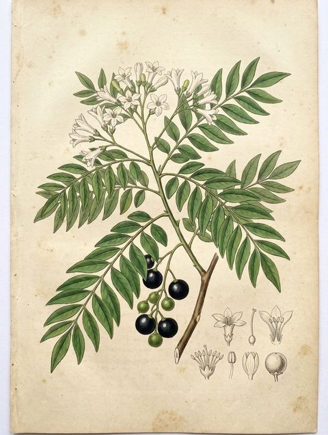 Curry Leaf botanical plate