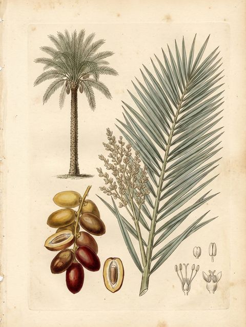 Date Palm botanical plate