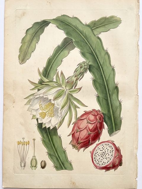 Dragon Fruit botanical plate