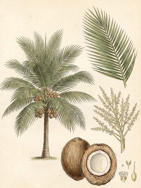 Dwarf Coconut Trees botanical plate