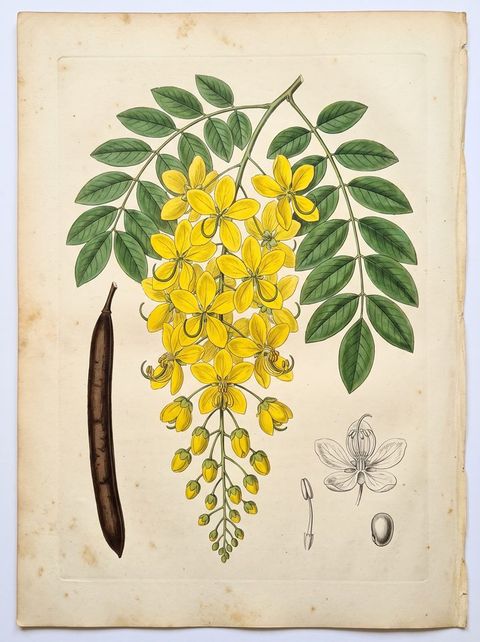 Golden Shower Tree botanical plate