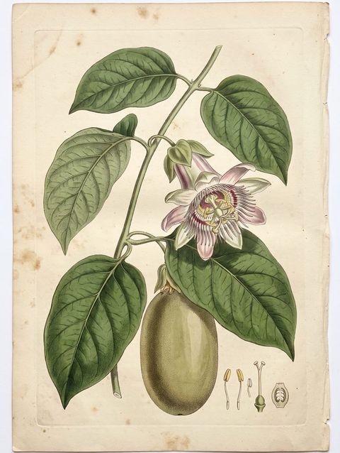 Granadilla Bush botanical plate