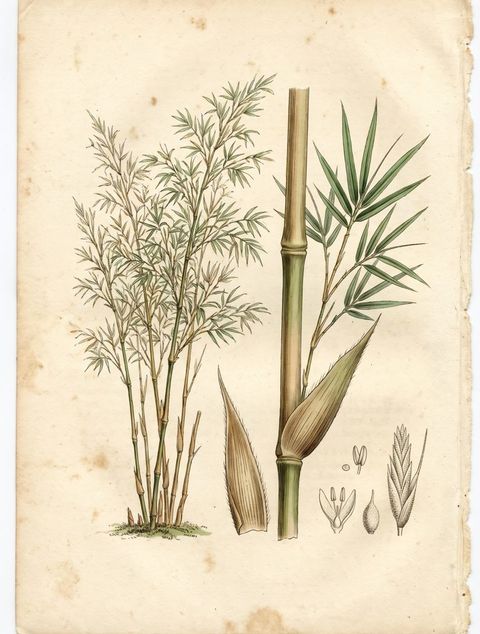 Guadua Angustifolia botanical plate