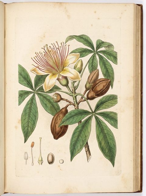 Guiana Chestnut botanical plate