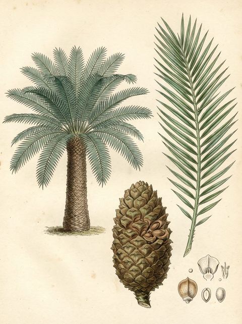 Gum Palm botanical plate
