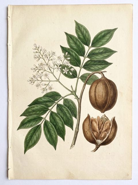 Honduran Mahogany botanical plate